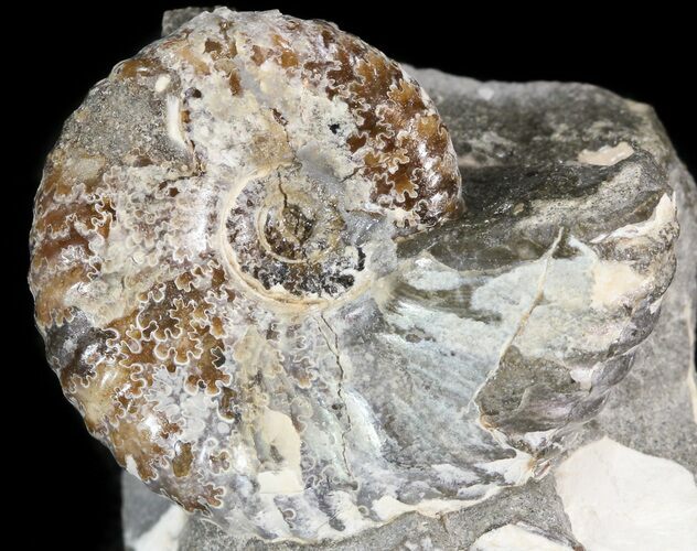 Hoploscaphites Ammonite - South Dakota #44045